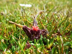 Castilleja pumila
