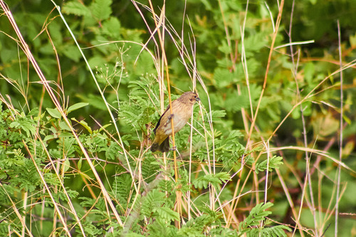 iNaturalist image