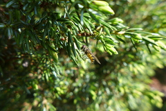 Parasyrphus macularis