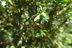 Parasyrphus macularis