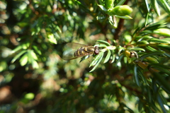 Parasyrphus macularis