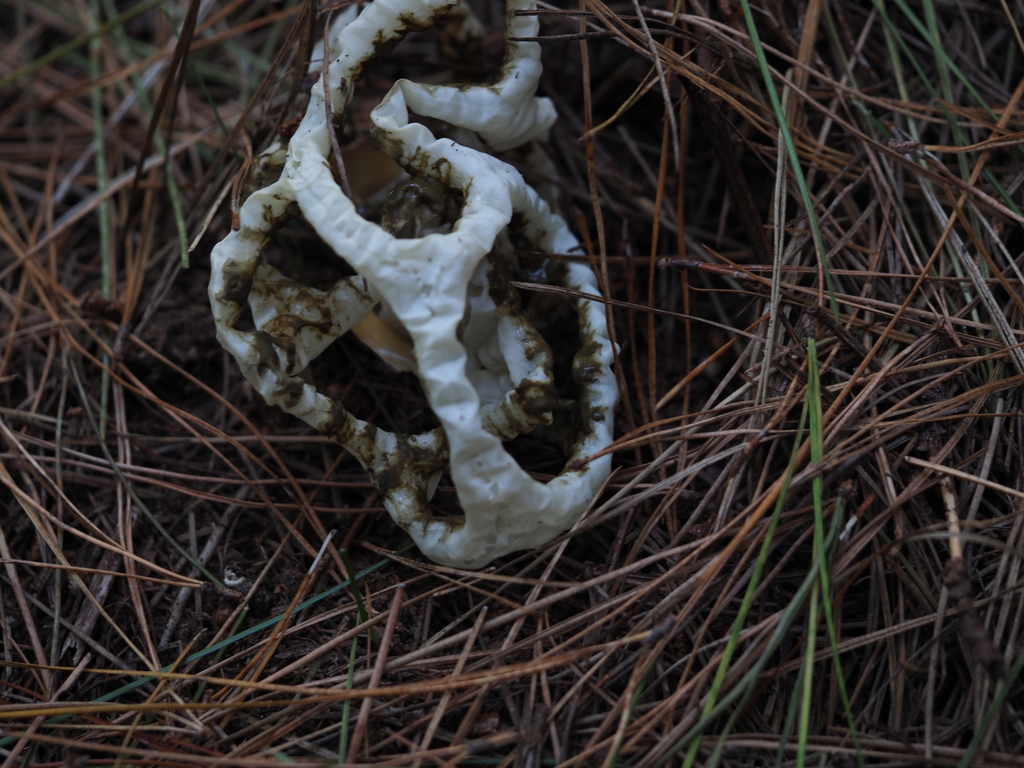 Ileodictyon cibarium · April 2026 · photo: © georgecox (iNaturalist, cc0)