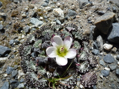 Nototriche obcuneata