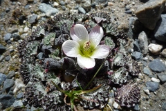 Nototriche obcuneata