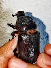 Oryctes rhinoceros