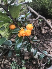 Berberis ilicifolia