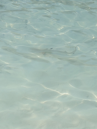 Carcharhinus melanopterus
