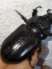 Oryctes rhinoceros