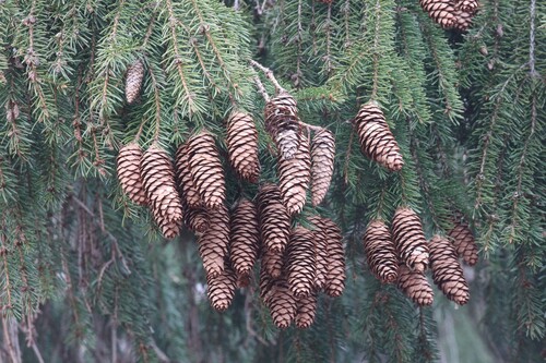 Picea × fennica, photograph 4