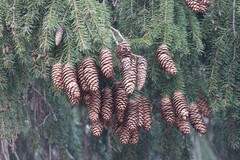 Picea × fennica, photograph (c) Константин Селивёрстов, some rights reserved (CC BY)