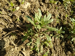 Buglossoides arvensis