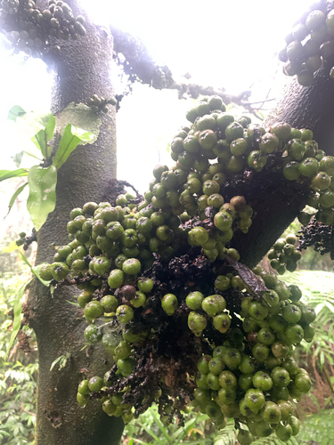 Ficus fistulosa, photograph 3