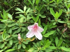 Rhododendron simsii