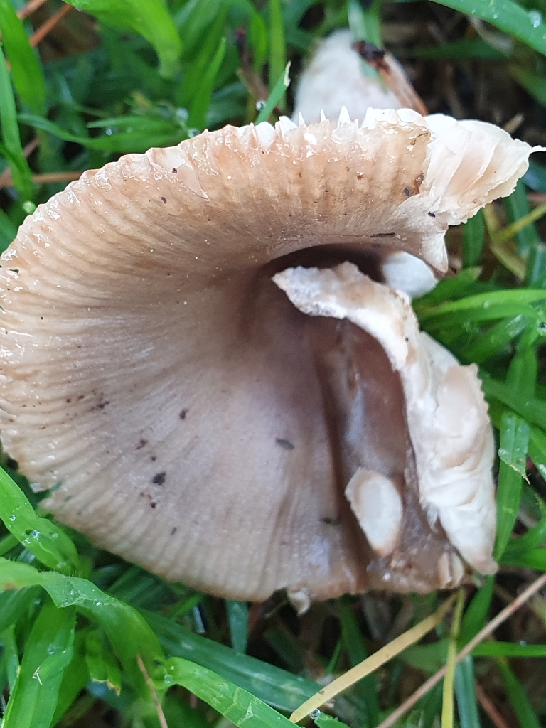 Russula amoenolens · April 2026 · photo: © corli (iNaturalist, cc-by)