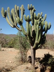 Myrtillocactus schenckii