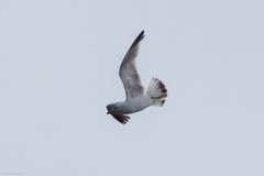 Larus argentatus argentatus