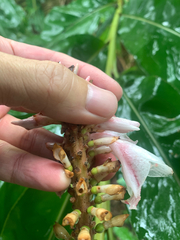 Alpinia shimadae, photograph (c) 呂一起(Lyu yi-chi), some rights reserved (CC BY)