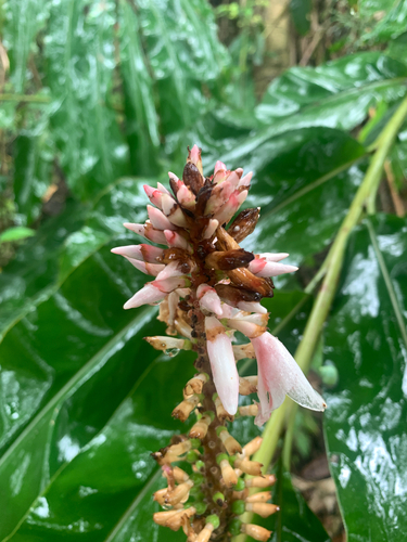 Alpinia shimadae