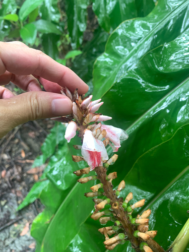 Alpinia shimadae, photograph 3