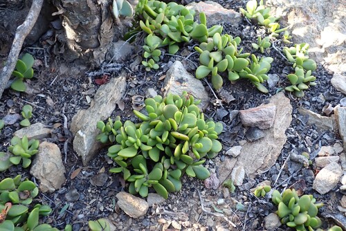 Crassula clavata