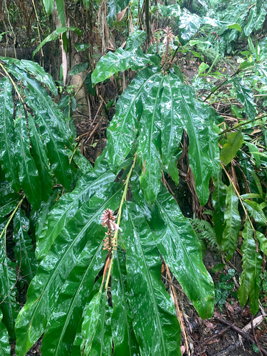 Alpinia shimadae, photograph 4