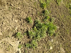 Buglossoides arvensis