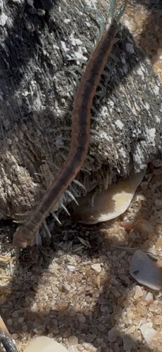 Scolopendra laeta