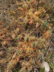 Cuscuta stenolepis
