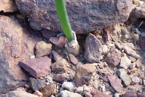 Drimia anomala