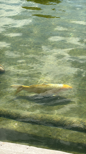 Cyprinus rubrofuscus