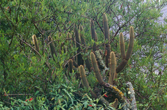Cleistocactus variispinus