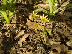 Gagea filiformis