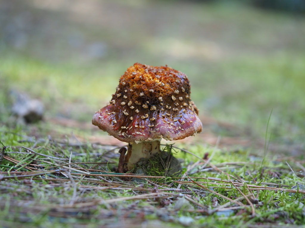 Amanita muscaria · April 2026 · photo: © georgecox (iNaturalist, cc0)
