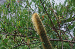 Cleistocactus variispinus