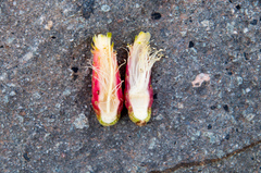 Cleistocactus variispinus