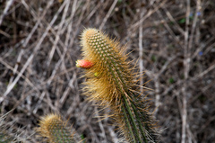 Cleistocactus variispinus