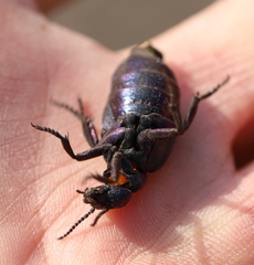 Meloe variegatus