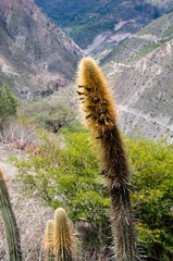 Cleistocactus variispinus