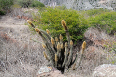 Cleistocactus variispinus