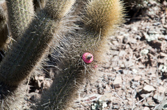 Cleistocactus variispinus