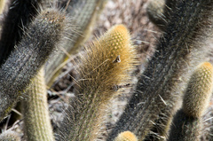 Cleistocactus variispinus