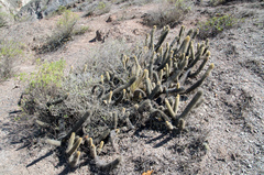 Cleistocactus variispinus
