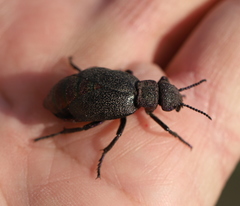 Meloe variegatus