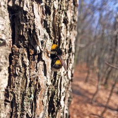 Bombus