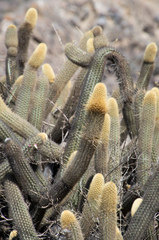 Cleistocactus variispinus