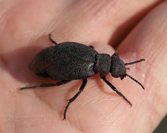 Meloe variegatus