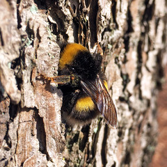 Bombus