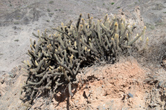 Cleistocactus variispinus