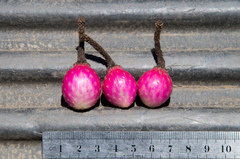 Cleistocactus variispinus