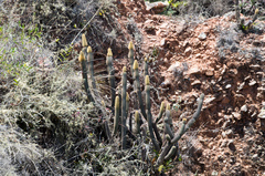 Cleistocactus variispinus
